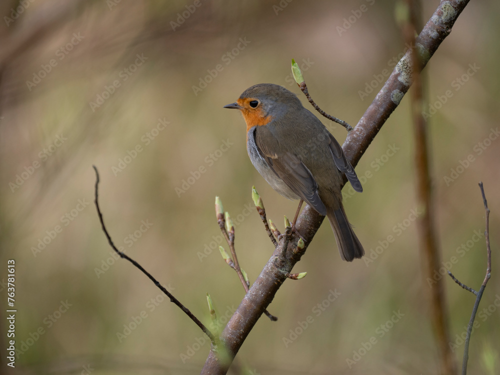 Rotkehlchen (Erithacus rubecula)
Rotkehlchen (Erithacus rubecula)
