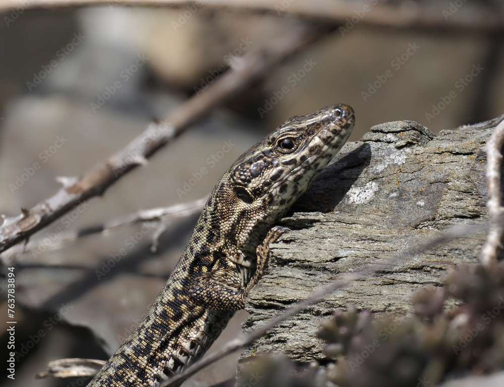 Fototapeta premium Mauereidechse&nbsp;(Podarcis muralis)