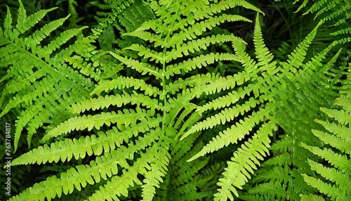 Autumn fern leaves