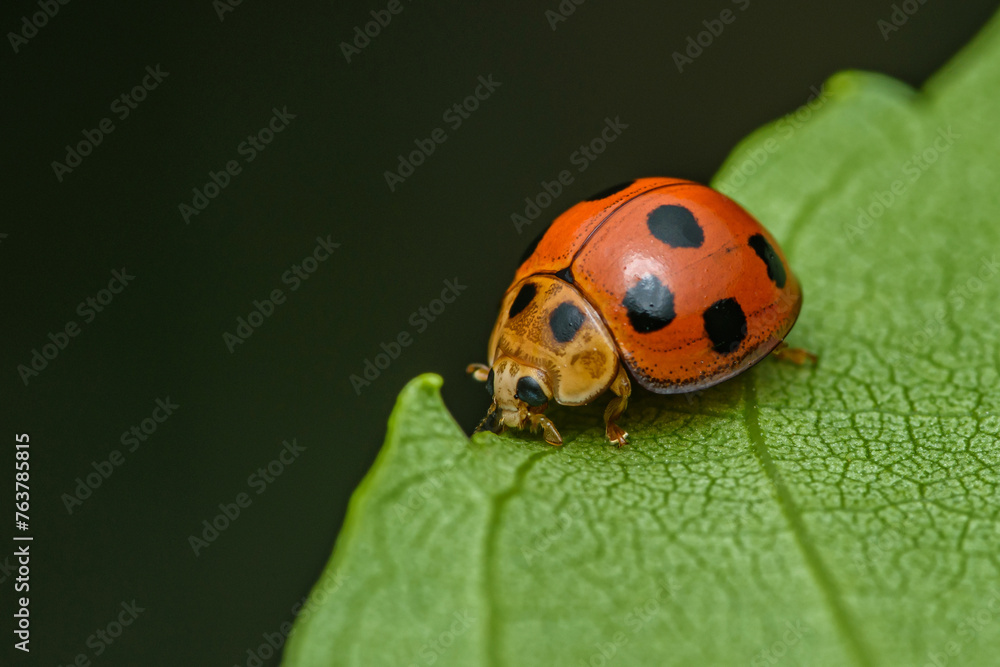 Red Ladybugs on green leaf and nature blurred background. Red Ladybugs on green leaf and nature blurred background.