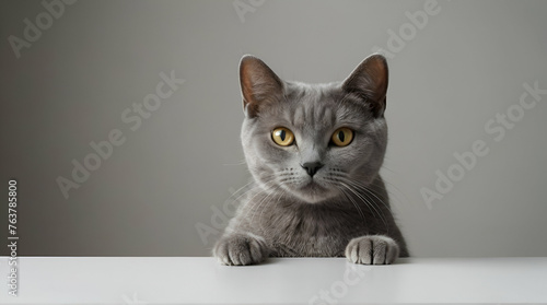 beautiful funny grey British cat peeking out from behind a white table with   geneative ai  © sajid