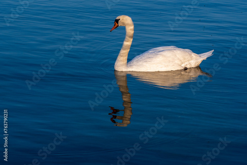 Portrait of the graceful bird. White swan  bird swimming in the Ohrid lake 2023. Macedonia. Anatidae. Water reflection. Sunrise. Cygnus 