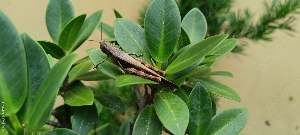 wood-like grasshoppers perched on green leaves wood-like grasshoppers perched on green leaves