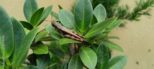 Принти на полотні wood-like grasshoppers perched on green leaves