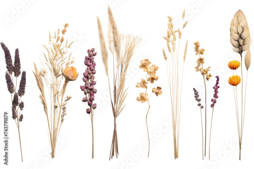 Assorted Flowers on White Background. On a White or Clear Surface PNG Transparent Background.