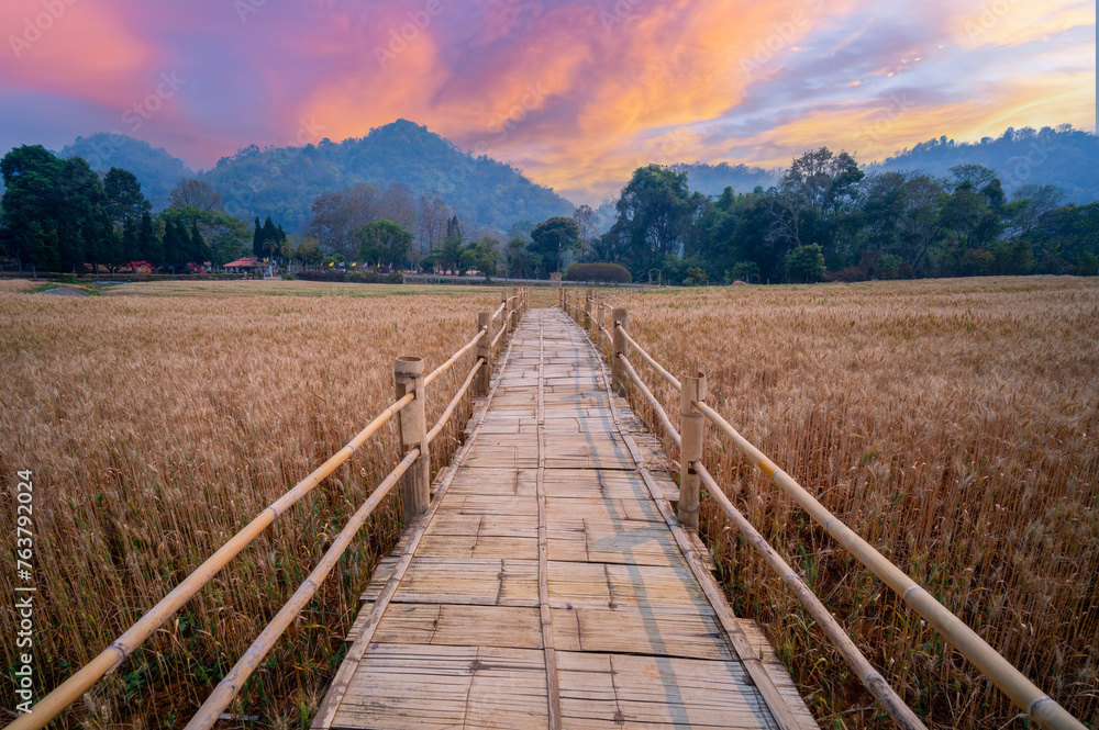 Landscape of a rural summer in the country. Field of ripe golden wheat in rays of sunlight at sunset against background of sky with clouds. Landscape of a rural summer in the country. Field of ripe golden wheat in rays of sunlight at sunset against background of sky with clouds.
