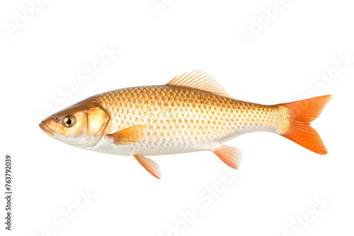 Sea Fish Isolated On Transparent Background