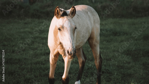 Poulain isabelle photo