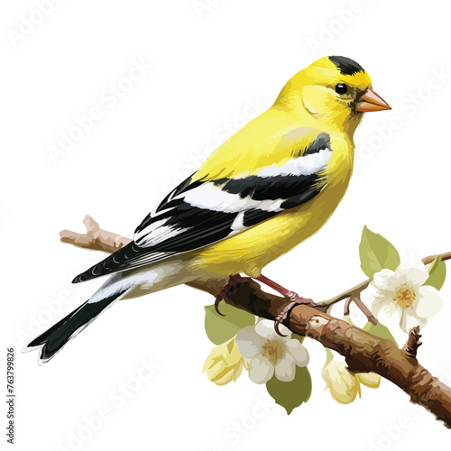 American Goldfinch clipart isolated on white background