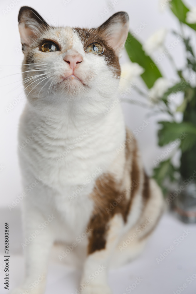 Portrait of a cat no flowers backgraound