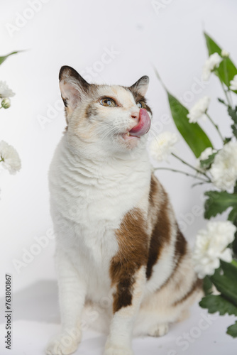 Portrait of a cat no flowers backgraound