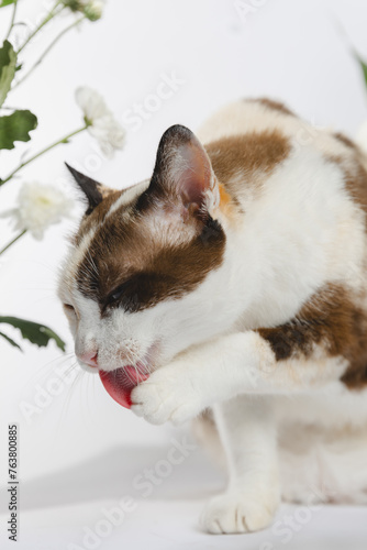 Portrait of a cat no flowers backgraound