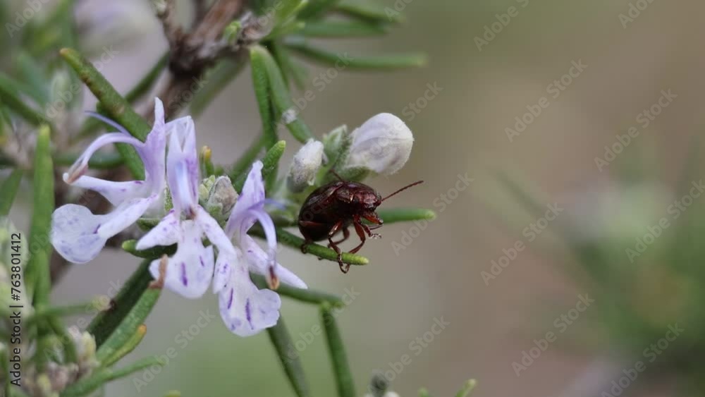 Escarabajo del romero, Chrysolina americana, limpiando sus patas delanteras llenas de polen sobre planta de romero, Salvia rosmarinus Escarabajo del romero, Chrysolina americana, limpiando sus patas delanteras llenas de polen sobre planta de romero, Salvia rosmarinus