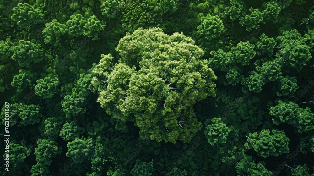 Tree Canopy Shaped as a Heart, Great for Nature and Love Concepts