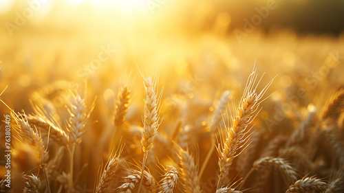A captivating image of a sunlit wheat field at golden hour photo