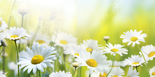 Capturing Nature's Brilliance Close-up Delight of Sunlit Daisies, Sunny Splendor © muneeb