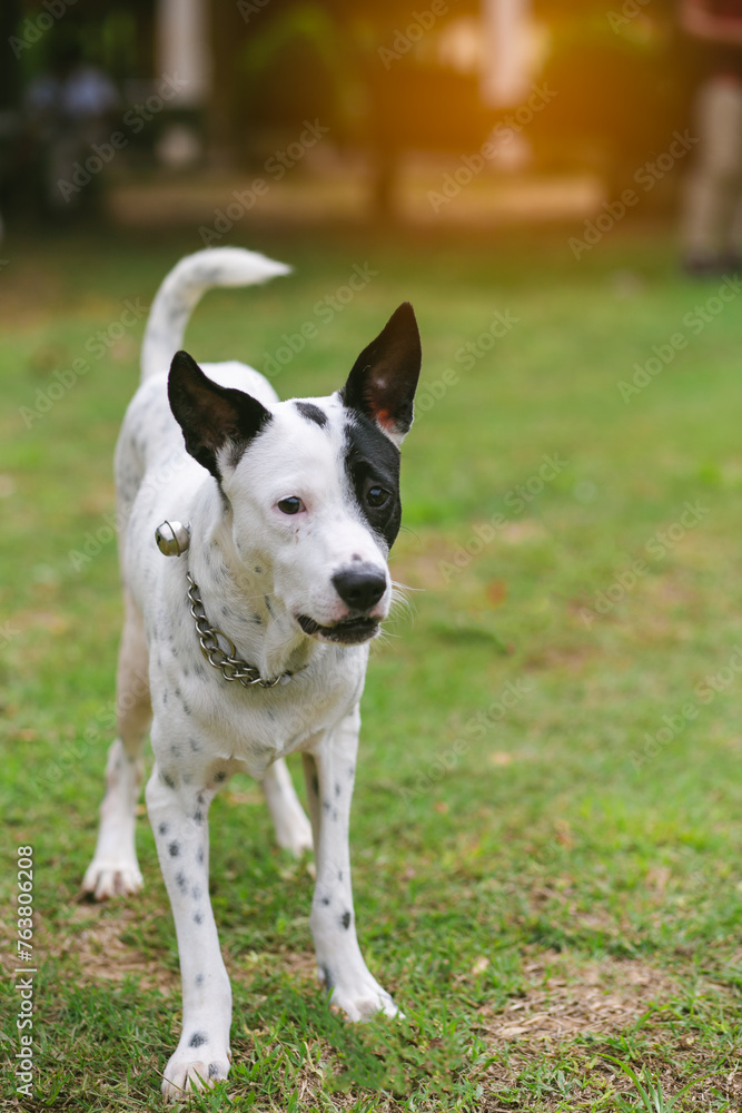 portrait of a dog