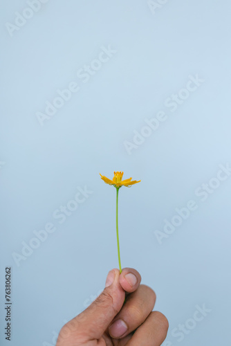 hand holding a yellow flower on blue background
