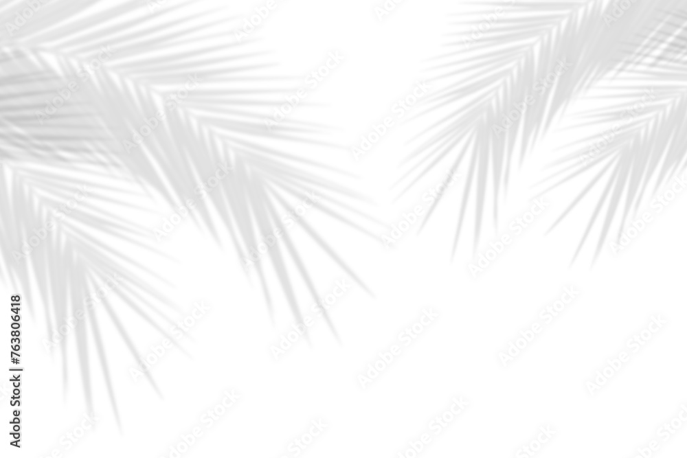 Realistic shadow overlay effect. Natural palm leaf shadows isolated on transparent background. Coconut Leaf, foliage branch silhouette decoration. Design element object for Summer