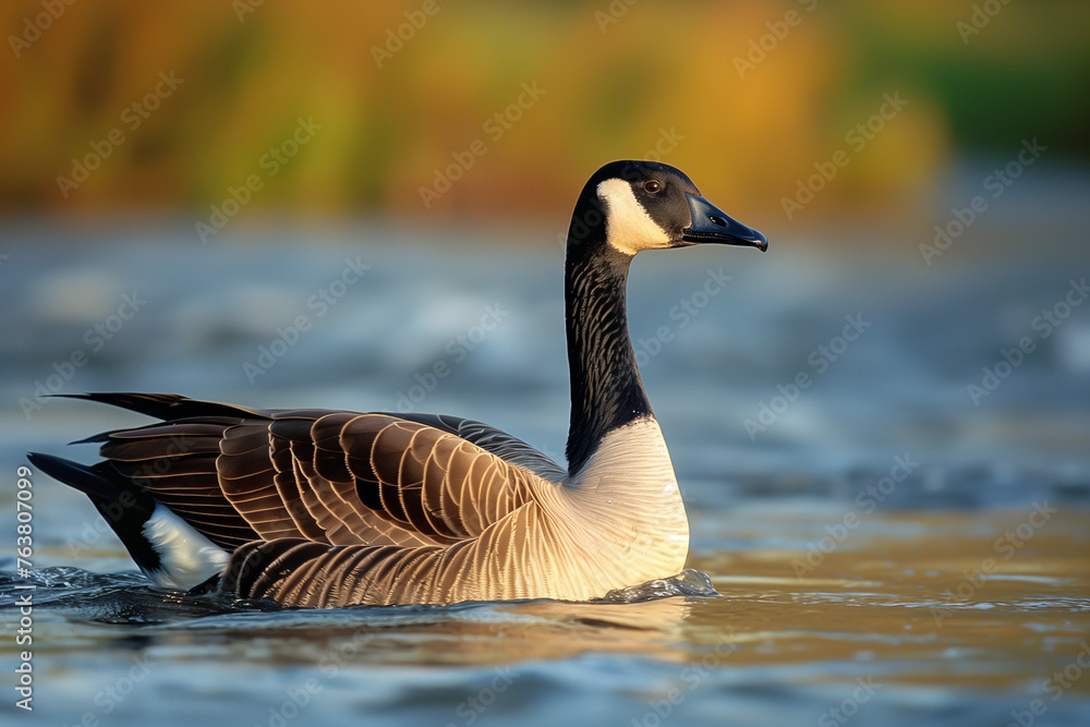 Canada goose swimming in water Canada goose swimming in water