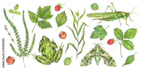 Watercolor set of forest elements: botanical leaves, raspberry leaves, strawberries, gooseberries, hazelnut, frog, moth, thyme, grasshopper. Illustration isolated on white background.