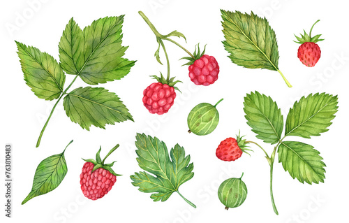 Watercolor set of garden elements: botanical leaves, raspberry leaves, strawberries, gooseberries. Illustration isolated on white background.