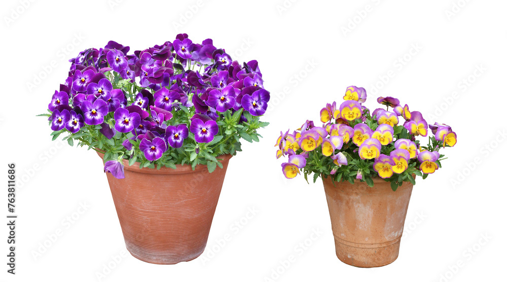 Fototapeta premium パンジー ４月撮影 