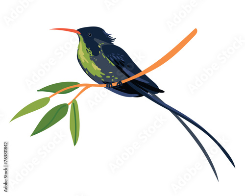 Rufous-billed Streamer-tailed Hummingbird (Trochilus polytmus) in front of a white background. National bird of Jamaica in flat style. A small bird sits on a branch. Vector illustration. Cartoon photo