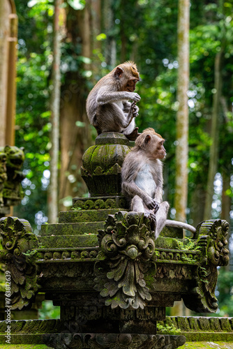 Two long-tail monkeys in the Sangeh Monkey Forest om Bali.