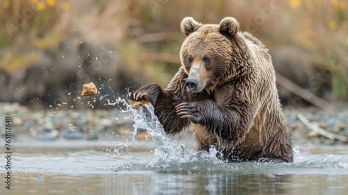 throwing food at an adult brown bear thats waiting with his mouth open with good timing © Emil