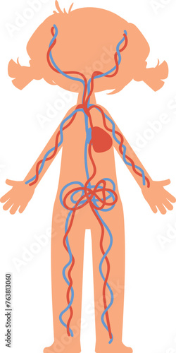 Blood circulation system in kid body. Education illustration