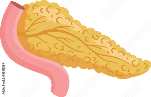 Pancreas cartoon illustration. Endocrine organ. Human anatomy