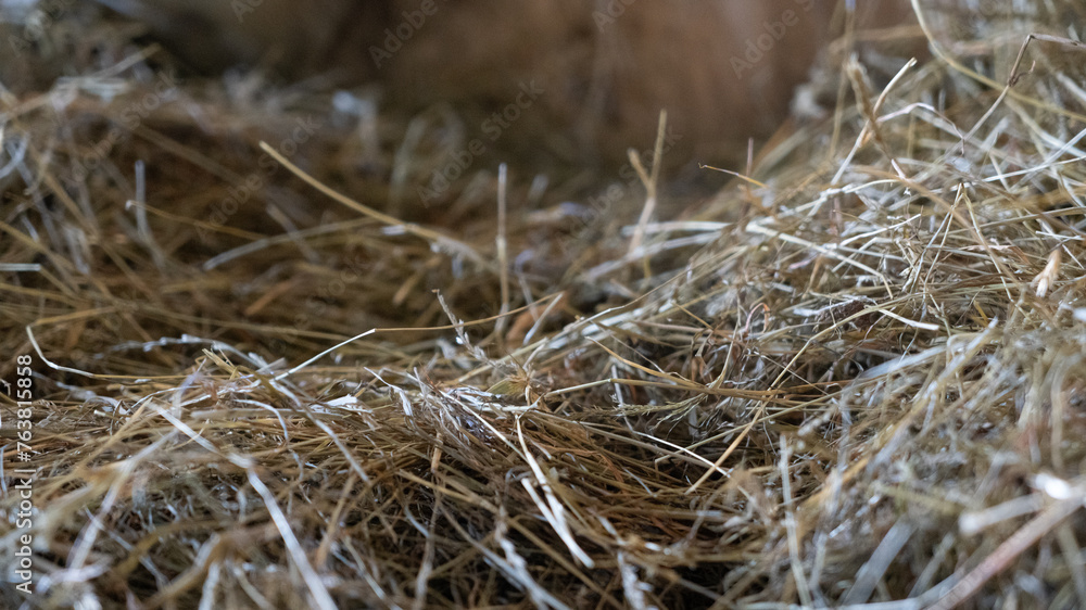 Yellow hay or straw farm texture background, dried grass backdrop Yellow hay or straw farm texture background, dried grass backdrop