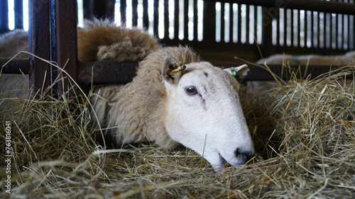 Slika na platnu Welsh flock of Ewe Sheep and lambs feeding on hay inside a barn shed in Wales, M