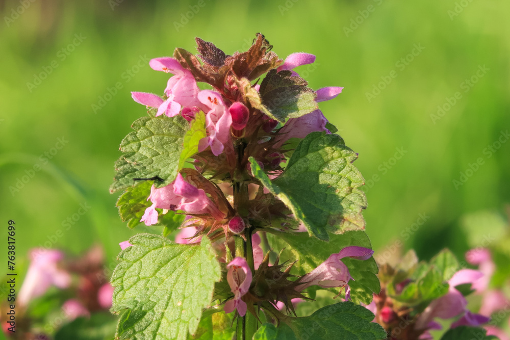 Lamium purpureum flower petals color white red Lamium purpureum flower petals color white red