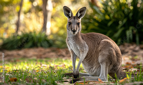 Kangaroo Animal Wildlife Concept