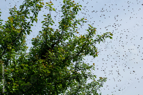 Swarming bees. Bee swarm on a tree branch.  Instinct of reproduction of bees leads to the separation of a group of these insects from their former colony. 