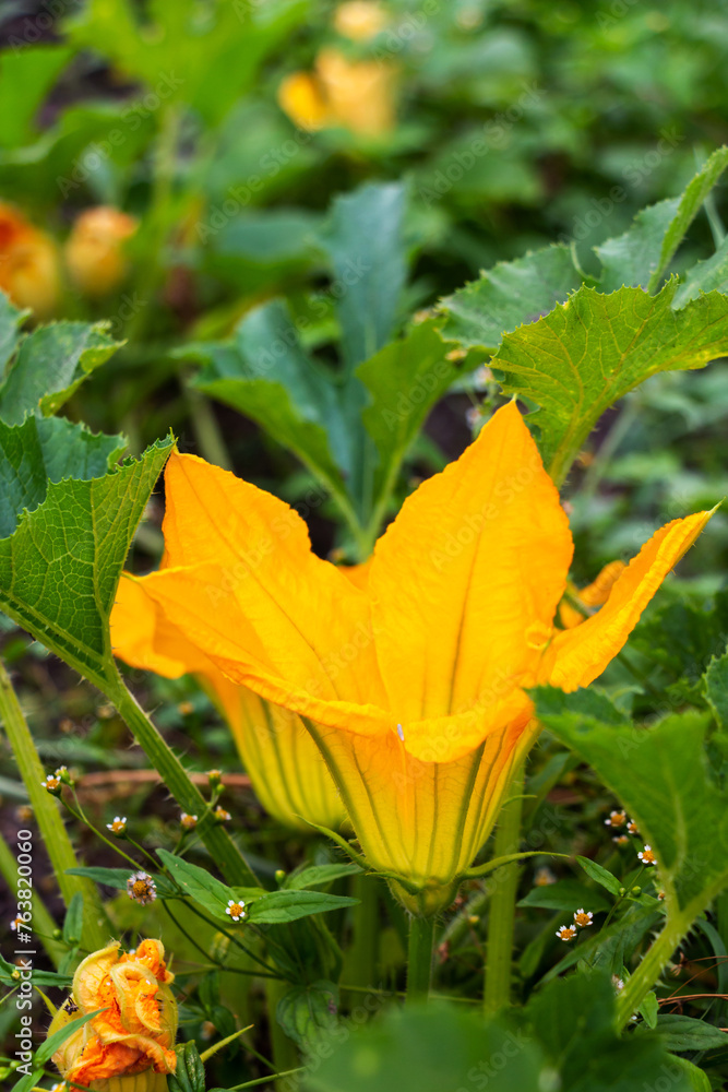 Yellow flower of zucchini with green leaves in the garden in spring Yellow flower of zucchini with green leaves in the garden in spring