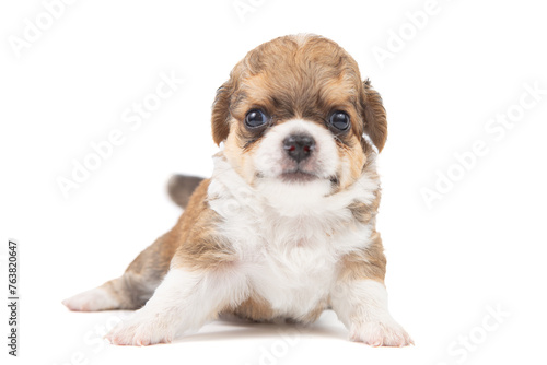 Chihuahua puppy, longhaired on white backgroud, close-up.