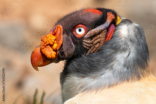 King vulture (Sarcoramphus papa)