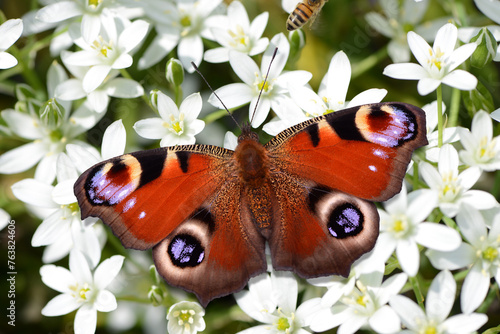 Schmetterling 1132 photo