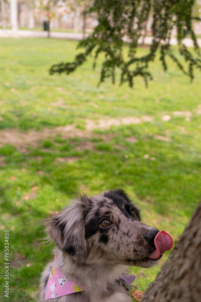 Fototapeta premium border collie puppy