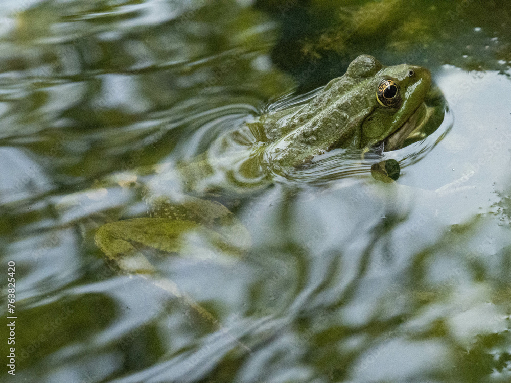 Anatolian water frog in a pond, Gelemis, Turkey Anatolian water frog in a pond, Gelemis, Turkey