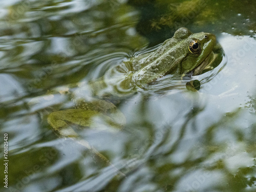 Anatolian water frog in a pond, Gelemis, Turkey  photo