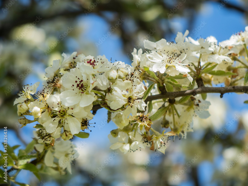 Springtime on the Lycian Way, Saribelen Turkey Springtime on the Lycian Way, Saribelen Turkey