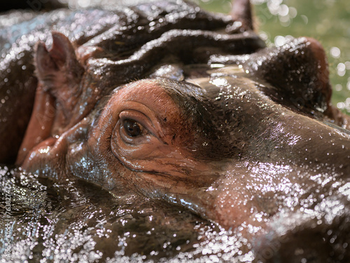 Closeup portrait of a Hippo in a zoo
