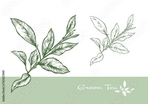 Branch with leaves of green tea. Clip art, set of elements for design Vector illustration. In botanical style