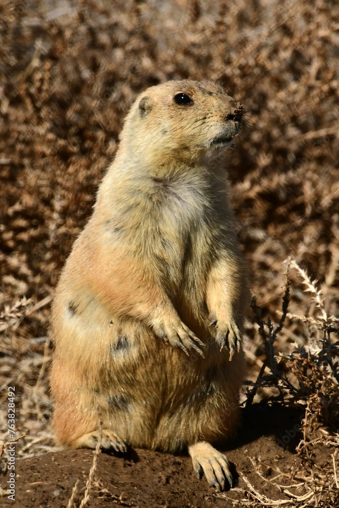 close up of a black-tailed prairie dogs standing at his burrow at the rocky mountain arsenal wildlife refuge in commerce city, near denver, colorado close up of a black-tailed prairie dogs standing at his burrow at the rocky mountain arsenal wildlife refuge in commerce city, near denver, colorado