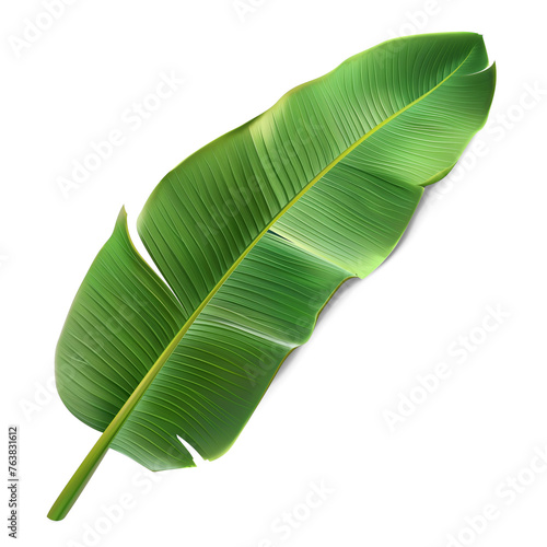 green banana leaf isolated on white