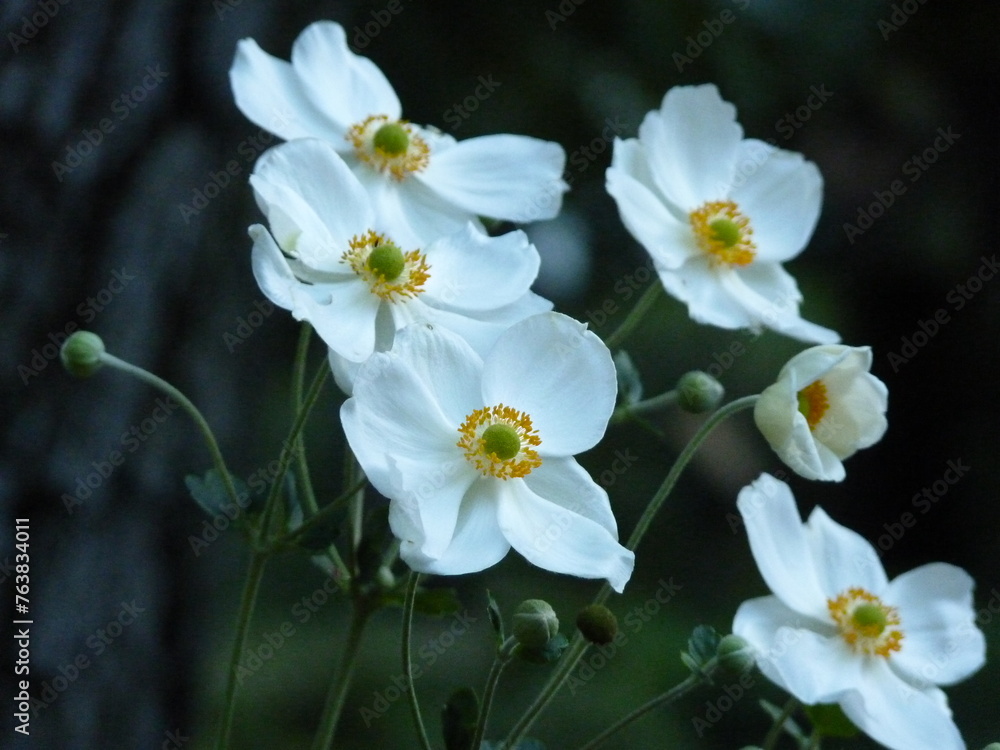 Obraz premium Fleurs blanches